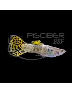 GUPPY MACHO COBRA VERDE 3-4 CM