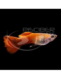 GUPPY MACHO ROJO CHILI 3-3.5CM