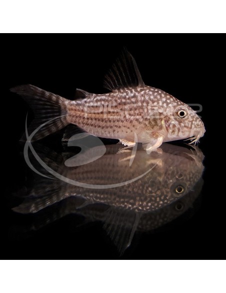 CORYDORAS STERBAI 2.5-3CM