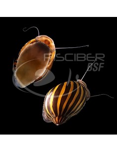 CARACOL ZEBRA