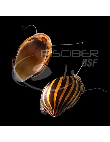 CARACOL ZEBRA