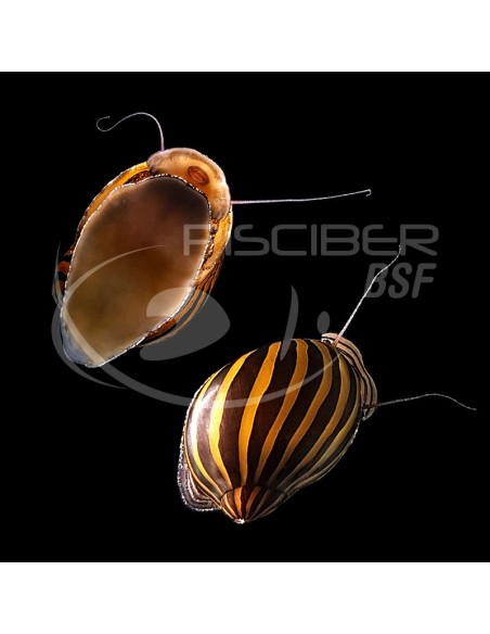CARACOL ZEBRA