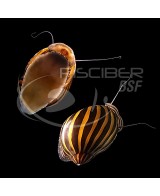 CARACOL ZEBRA