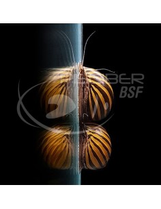CARACOL ZEBRA 2