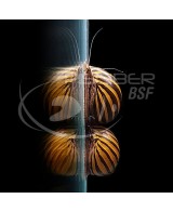 CARACOL ZEBRA