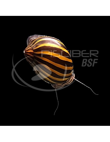 CARACOL ZEBRA