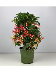 Ardisia Planta de Interior - Bayas Rojas y Hojas Brillantes | Endanea Garden 2