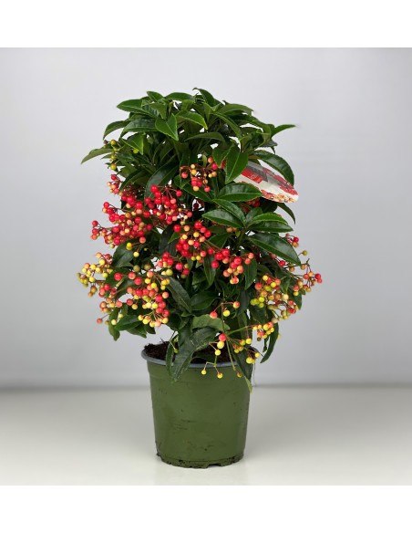 Ardisia Planta de Interior - Bayas Rojas y Hojas Brillantes | Endanea Garden

