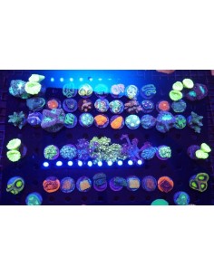 FRAG SPS/LPS SURTIDO