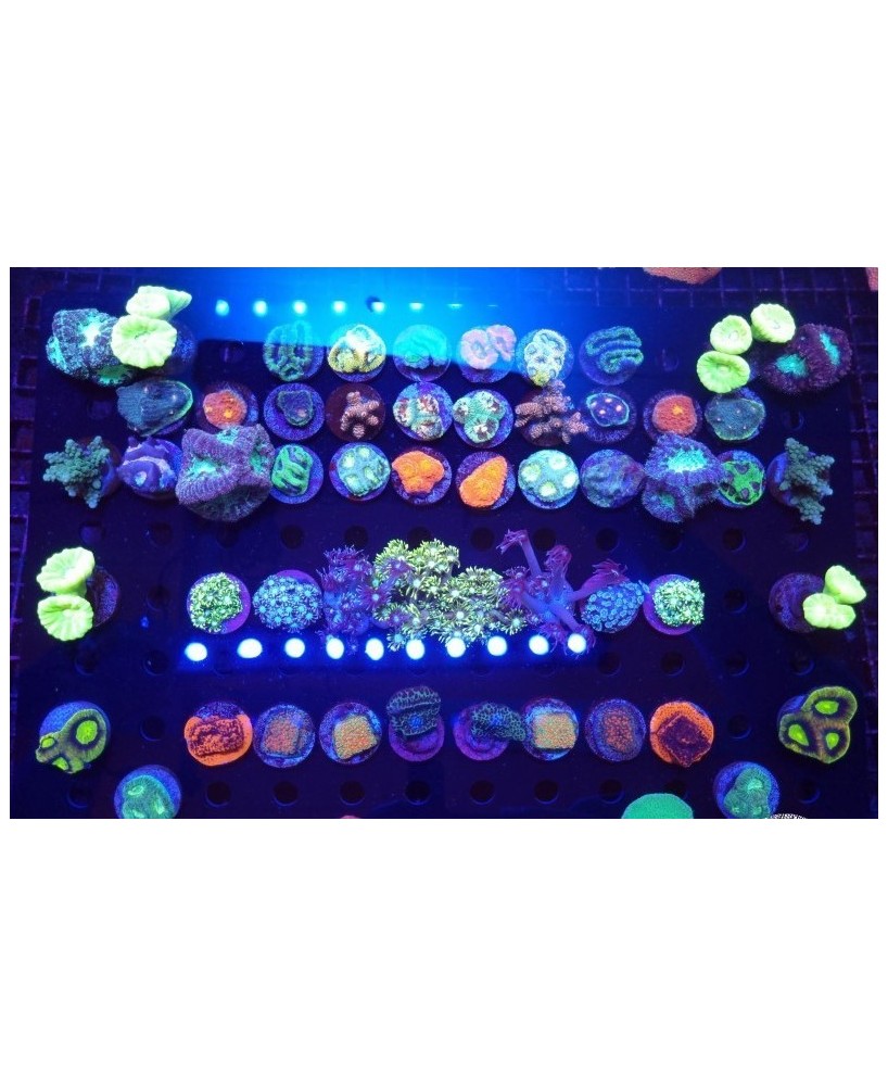 FRAG SPS/LPS SURTIDO