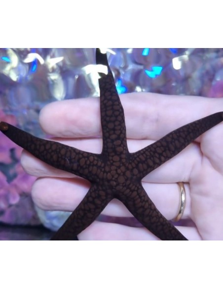 NARDOA STAR FISH AFRICA