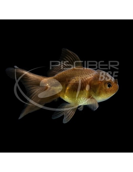 ORANDA SURTIDO PREMIUM 11-13CM.