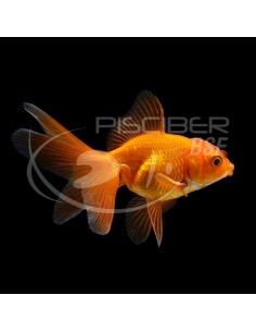 ORANDA SURTIDO PREMIUM 11-13CM. 2