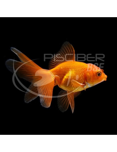 ORANDA SURTIDO PREMIUM 11-13CM.