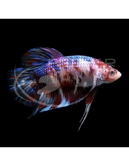 BETTA MACHO GIGANTE GRADO A  7-8CM