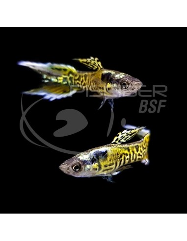 GUPPY MACHO ENDLER TIGRE