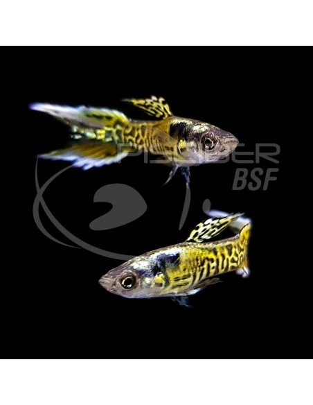 GUPPY MACHO ENDLER TIGRE