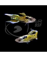GUPPY MACHO ENDLER TIGRE