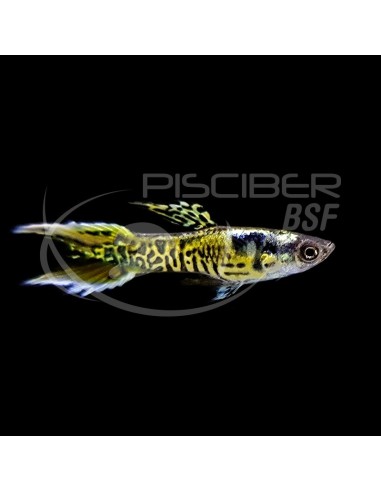 GUPPY MACHO ENDLER TIGRE