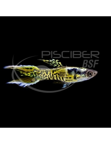GUPPY MACHO ENDLER TIGRE