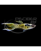 GUPPY MACHO ENDLER TIGRE