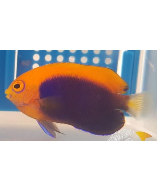 CENTROPYGE ACANTHOPS