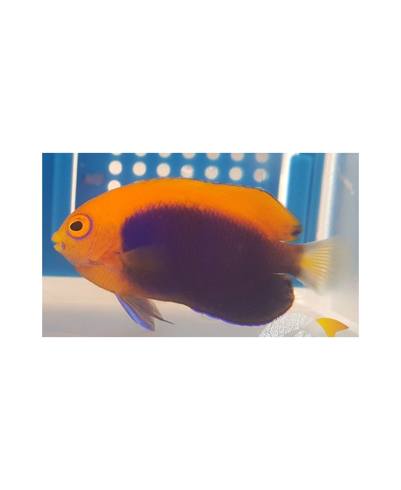 CENTROPYGE ACANTHOPS