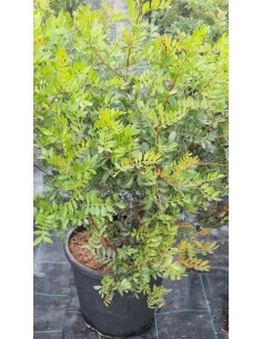 Pistacia Lentiscus C25  Arbusto Mediterráneo Resistente y Versátil | Endanea Garden