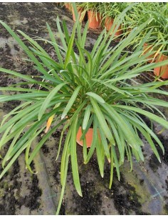 Agapanthus Peter Pan Azul C20  Planta Compacta, Resistente y Decorativa | Endanea