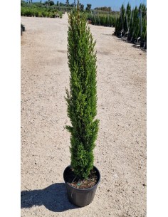 PRESSUS TOTEM C22 0.80/1.00M  Riego Profesional, Eficiente y Ajustable | Endanea Garden