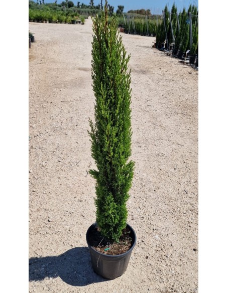 PRESSUS TOTEM C22 0.80/1.00M  Riego Profesional, Eficiente y Ajustable | Endanea Garden