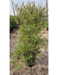 Dodonaea Viscosa C25  Arbusto Ornamental Resistente y Decorativo | Endanea Garden