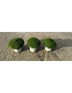 SOLEIROLIA SOLEIROLI CONT 0.54