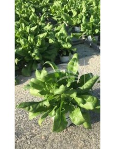 CALENDULA OFFICINALIS CON. 0.54L