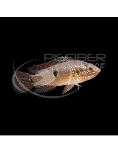 HEMICHROMIS LIFALILI 4-5CM