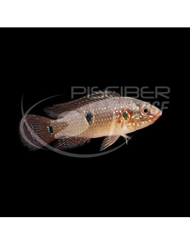 HEMICHROMIS LIFALILI 4-5CM