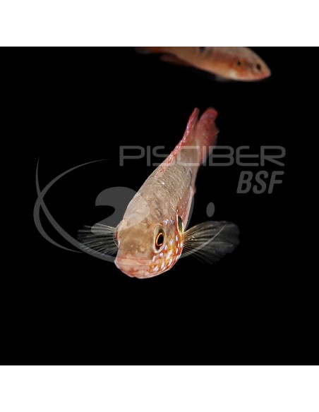 HEMICHROMIS LIFALILI 4-5CM