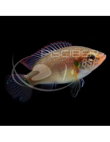 HEMICHROMIS LIFALILI 4-5CM