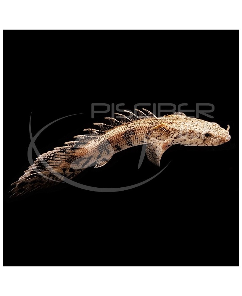 PEZ SIERRA, POLYPTERUS ENDLICHERI 7-8CM