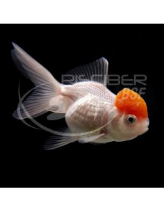 BOINA ROJA HQF 12-13CM