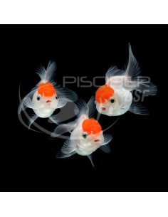 BOINA ROJA HQF 12-13CM 2