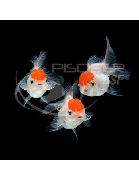 BOINA ROJA HQF 12-13CM