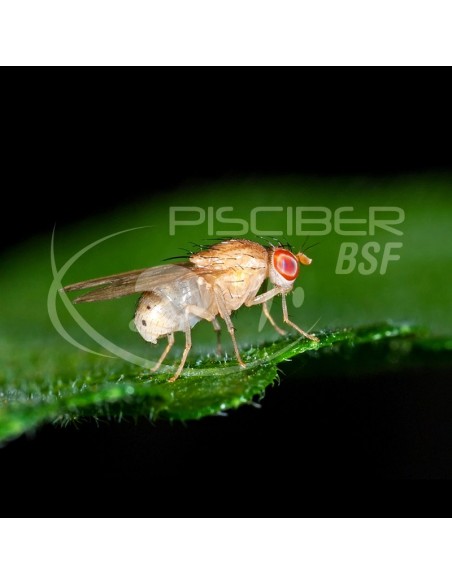 MOSCA DROSOPHILA PARA BETTAS Y REPTILES
