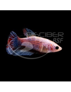 BETTA SPLENDENS HALF MOON COLOR MIX F
