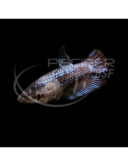 BETTA SPLENDENS HALF MOON COLOR MIX F