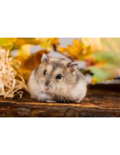 HAMSTER RUSO