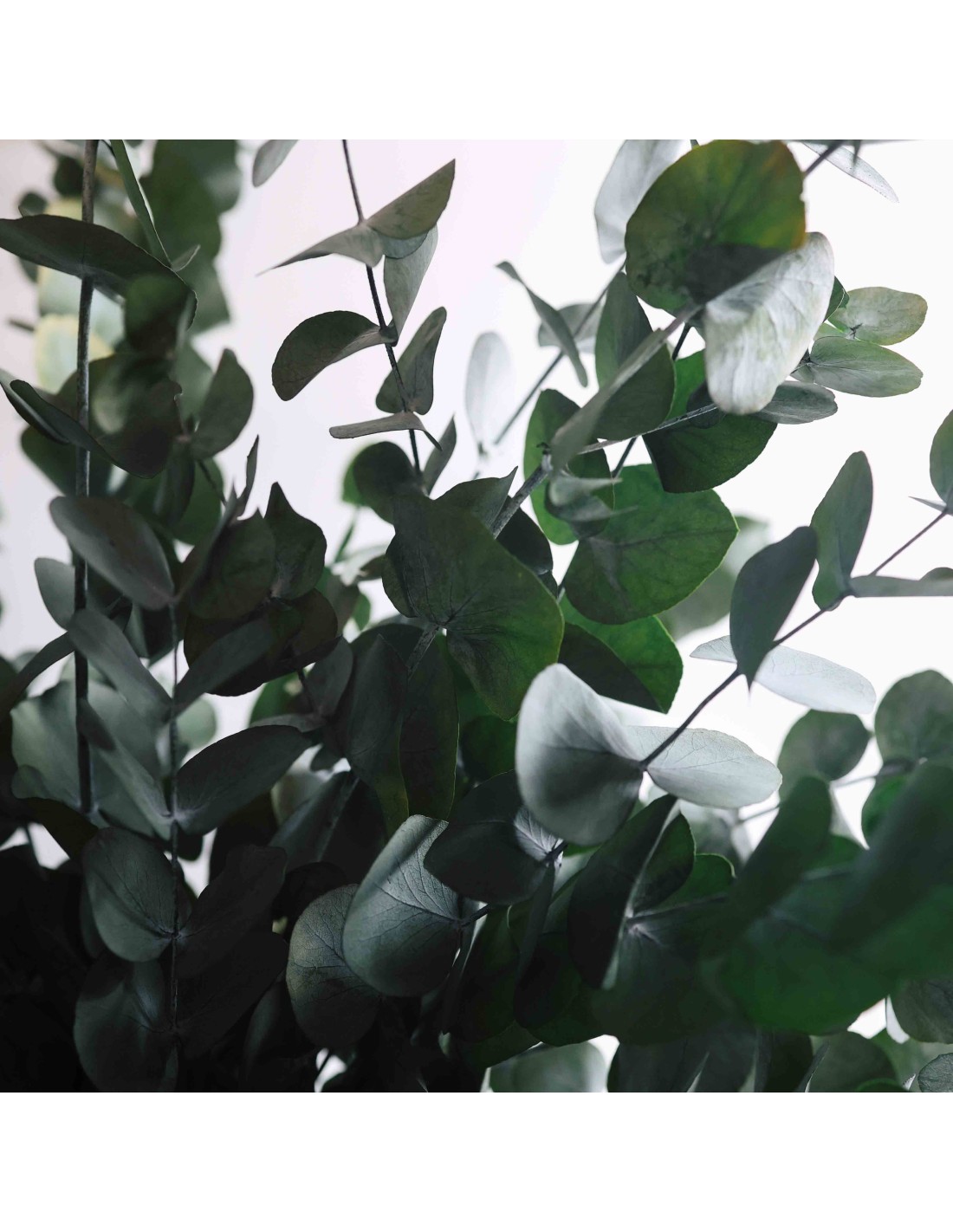 Rosas Rosadas Regalo Ramo Rosas Preservadas Rosadas - Flores Reales  Duraderas | Sin Mantenimiento | Regalo San Valentín O Cumpleaños Flores  Eternas Reales, image size:1100x1422