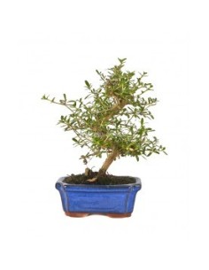 Bonsái 7 Años Coprosma Mistral | Follaje Brillante y Compacto para Interior | Endanea Garden