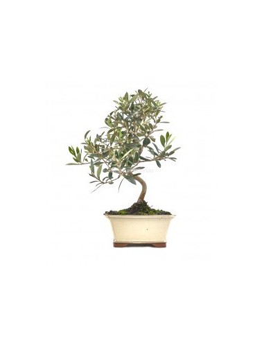 Bonsái Olea Europea Mistral 7 años  Elegancia y resistencia | Endanea Garden

