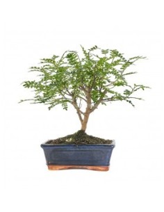 Bonsái Zanthoxylum Piperitum Mistral 8 Años | Pimienta de Sichuan Aromática | Endanea Garden